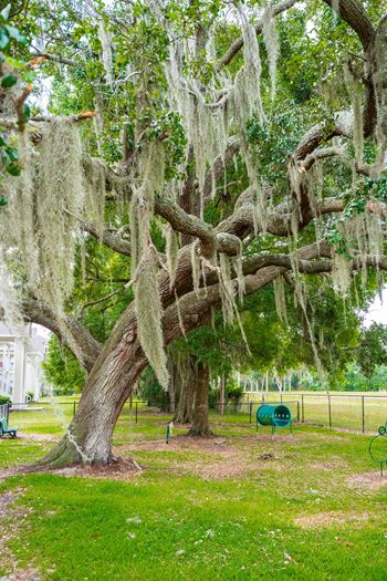 Beautiful Tree In The Fenced-In Dog Park